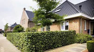 Hecke pflanzen