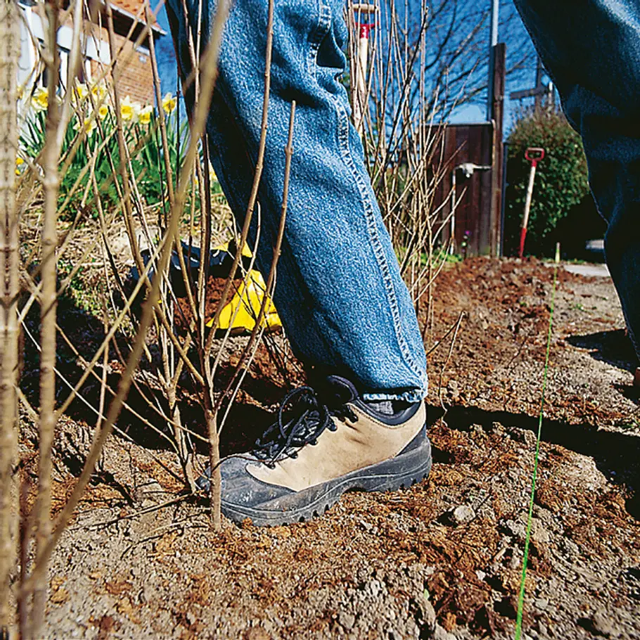Hecke pflanzen