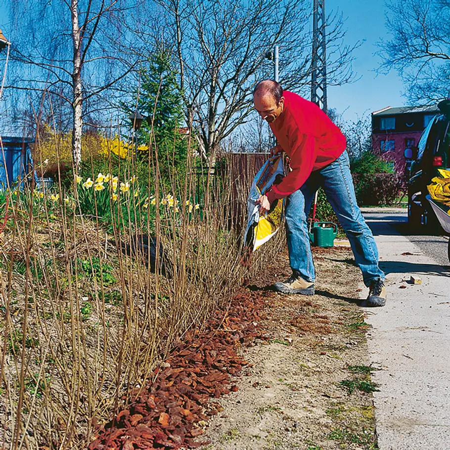 Hecke pflanzen