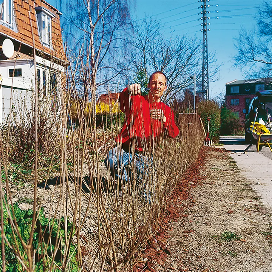 Hecke pflanzen