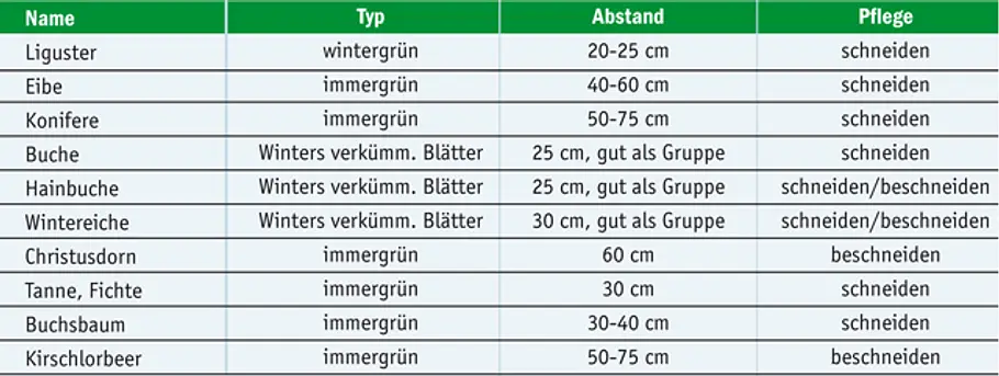 Hecke pflanzen