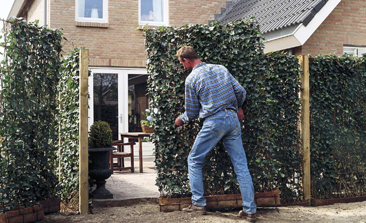 Hecke pflanzen mit Fertigmodulen