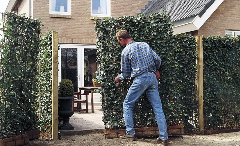 Hecke pflanzen mit Fertigmodulen
