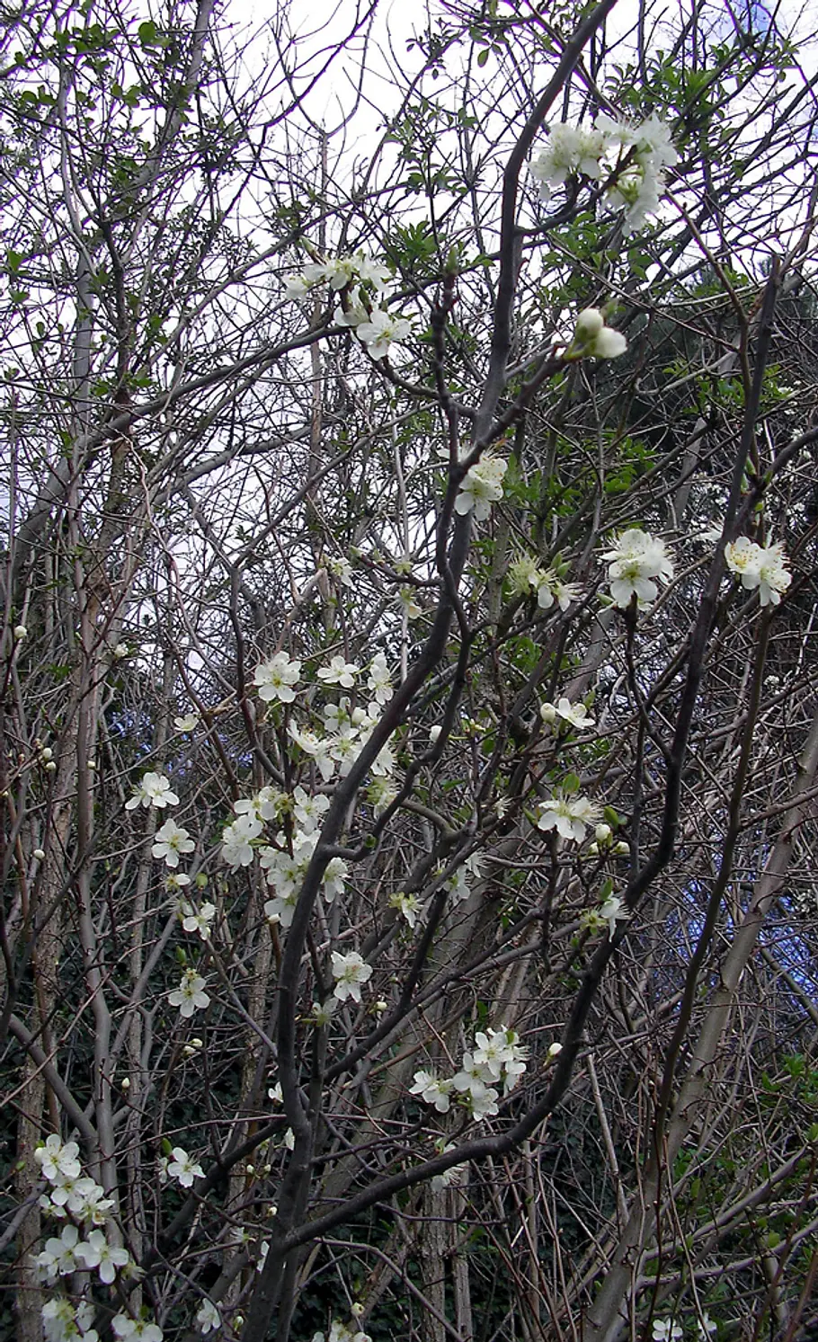 Giftpflanze: Heckenkirsche Blüte der Giftpflanze
