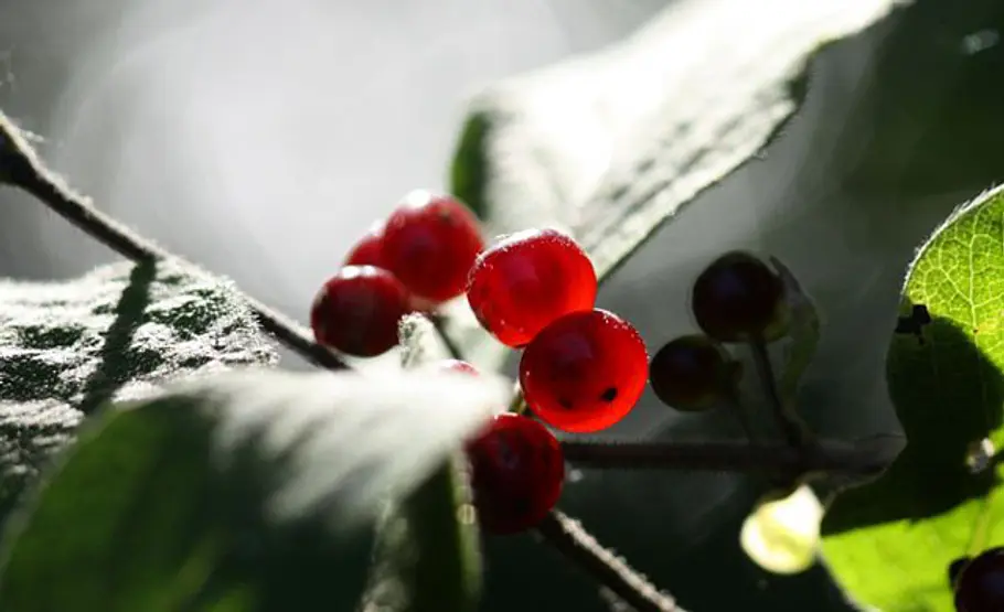 Beeren der Heckenkirsche Beeren an Giftpflanzen