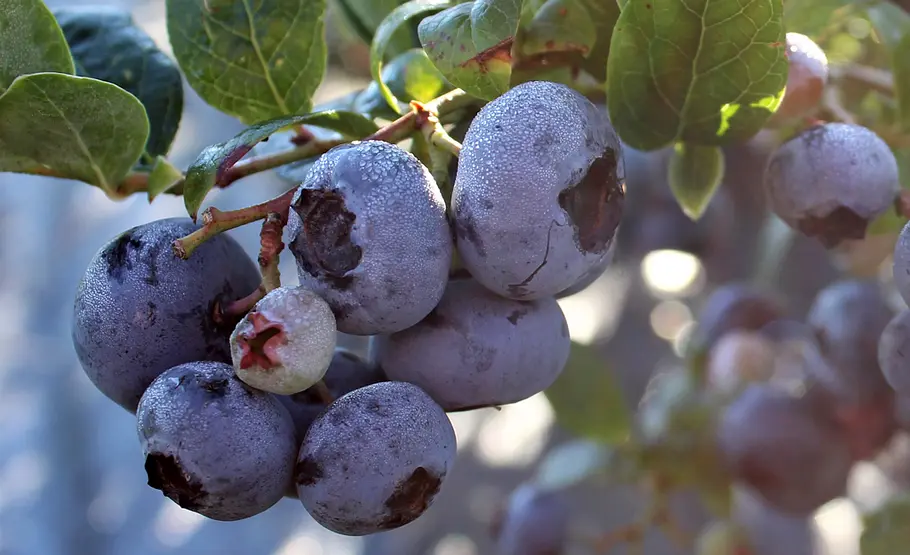 Heidelbeeren pflanzen