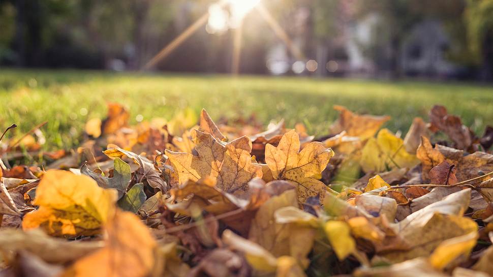 Herbstlaub sinnvoll nutzen - Foto: Hersteller / Gardena