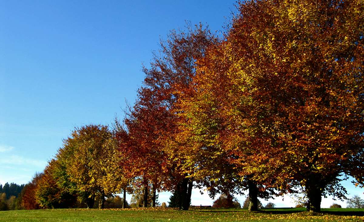 Herbstlaub: Chlorophyll und andere Blattfarbstoffe