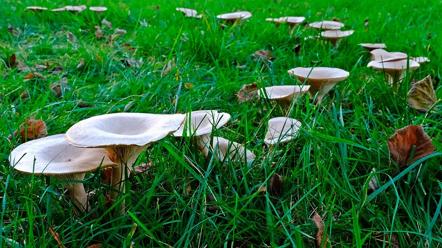 Hexenringe im Rasen hellbraune Rasenpilze mit großen trichterförmigen Hüten wachsen auf einer exakten Kreislinie in dichtem Rasen – das typische Erscheinungsbild von Hexenringen im Rasen