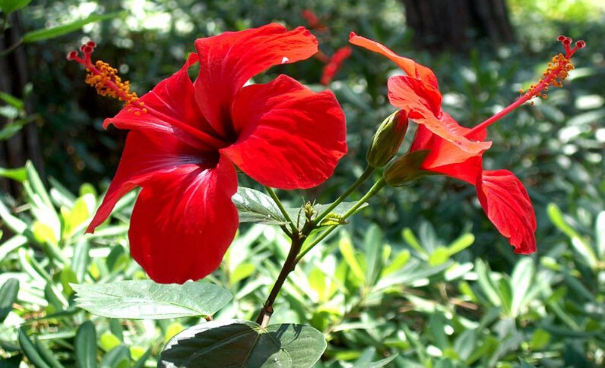 Rote Hibiskus-Blüten
