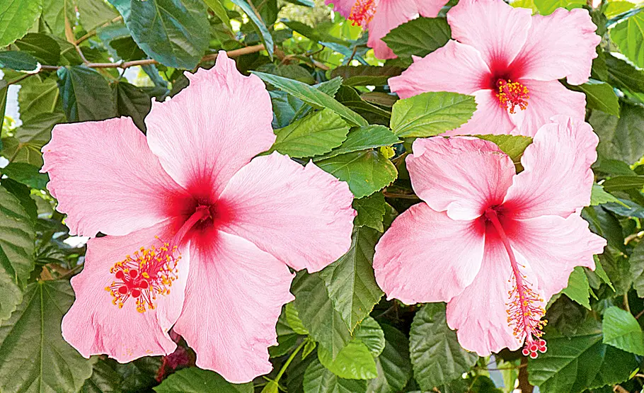 Urlaubs-Souvenir: Hibiskus (Hibiscus rosa-sinensis) Blumen aus dem Urlaub