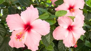 Rosa Hibiskusblüten - Foto: Yio / Fotolia