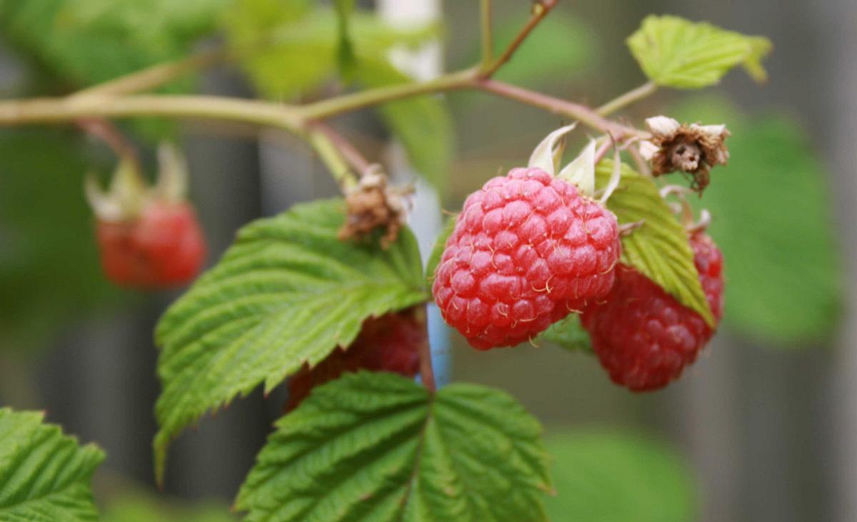 Himbeeren schneiden