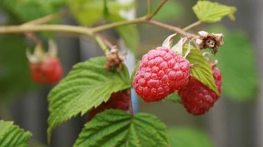 Himbeeren schneiden  | selbst.de