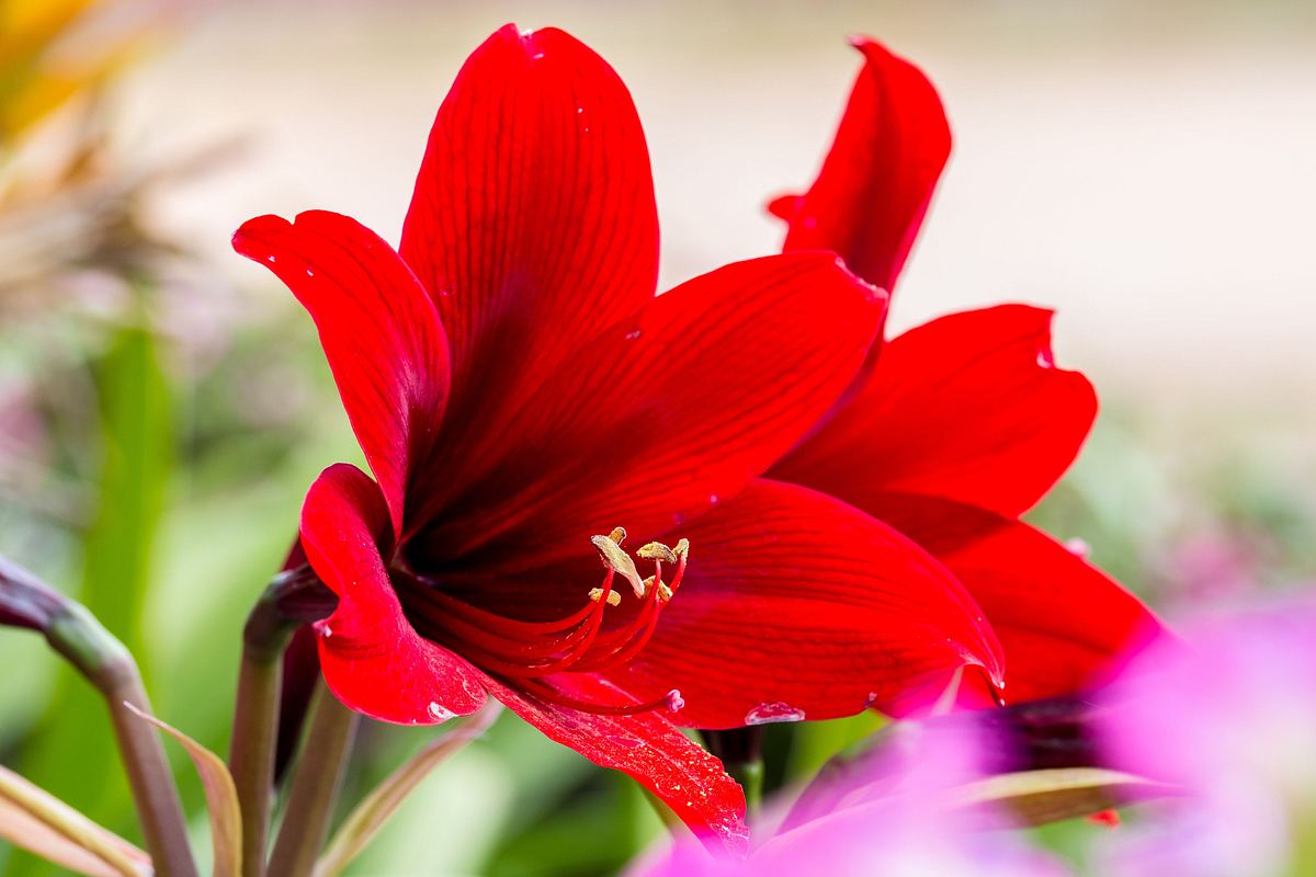 Ritterstern Hippeastrum