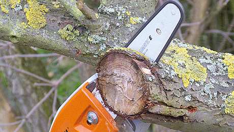 Hochentaster - Foto: sidm / DW