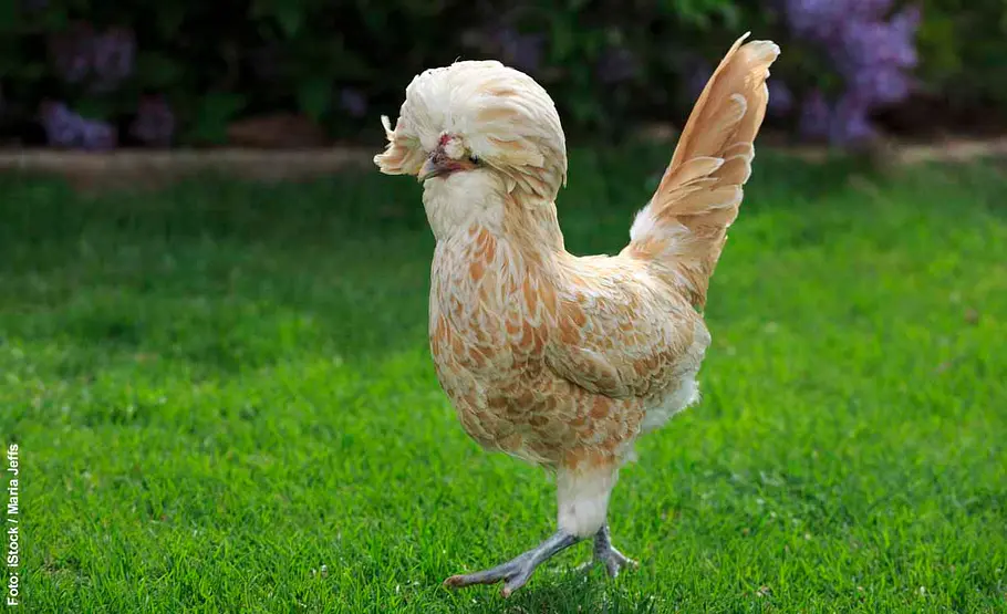 Die schönsten Hühnerrassen: Platz 3 Holländer Haubenhuhn