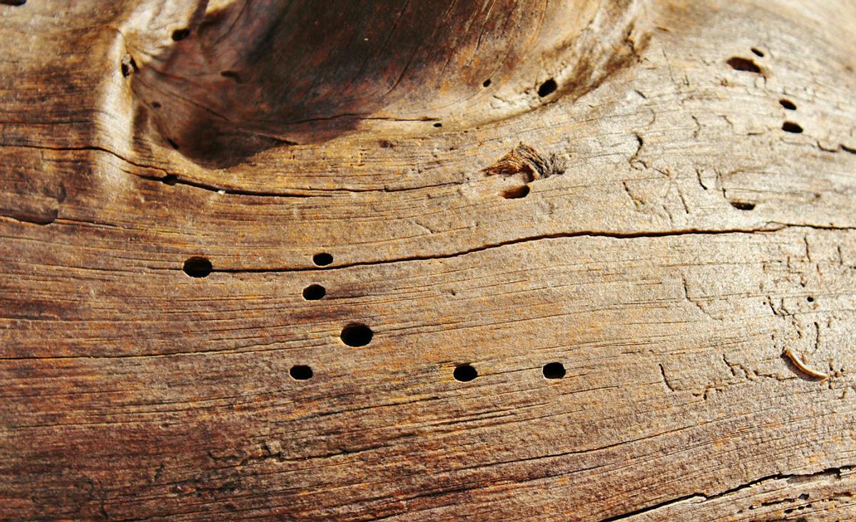 Holzwurm-Löcher in Holz