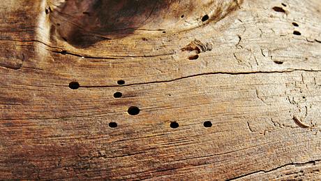 Holzwurm-Löcher in Holz - Foto: Counselling / Pixabay