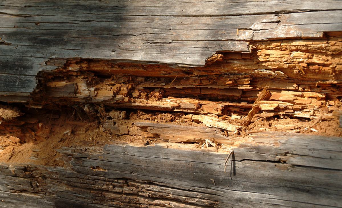 Stark beschädigtes Holz