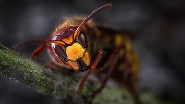 Hornisse (vespa crabro) - Foto: umsiedlungen / pixabay