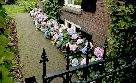 Hortensien-Blüten