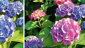 Blaue Hortensienblüten - Foto: sidm / Archiv Blaue Hortensienblüten - Foto: sidm / Archiv