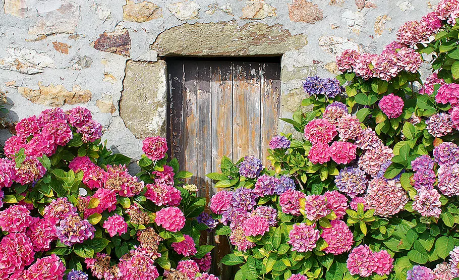 Urlaubs-Souvenir: Hortensie (Hydrangea macrophylla) Blumen aus dem Urlaub