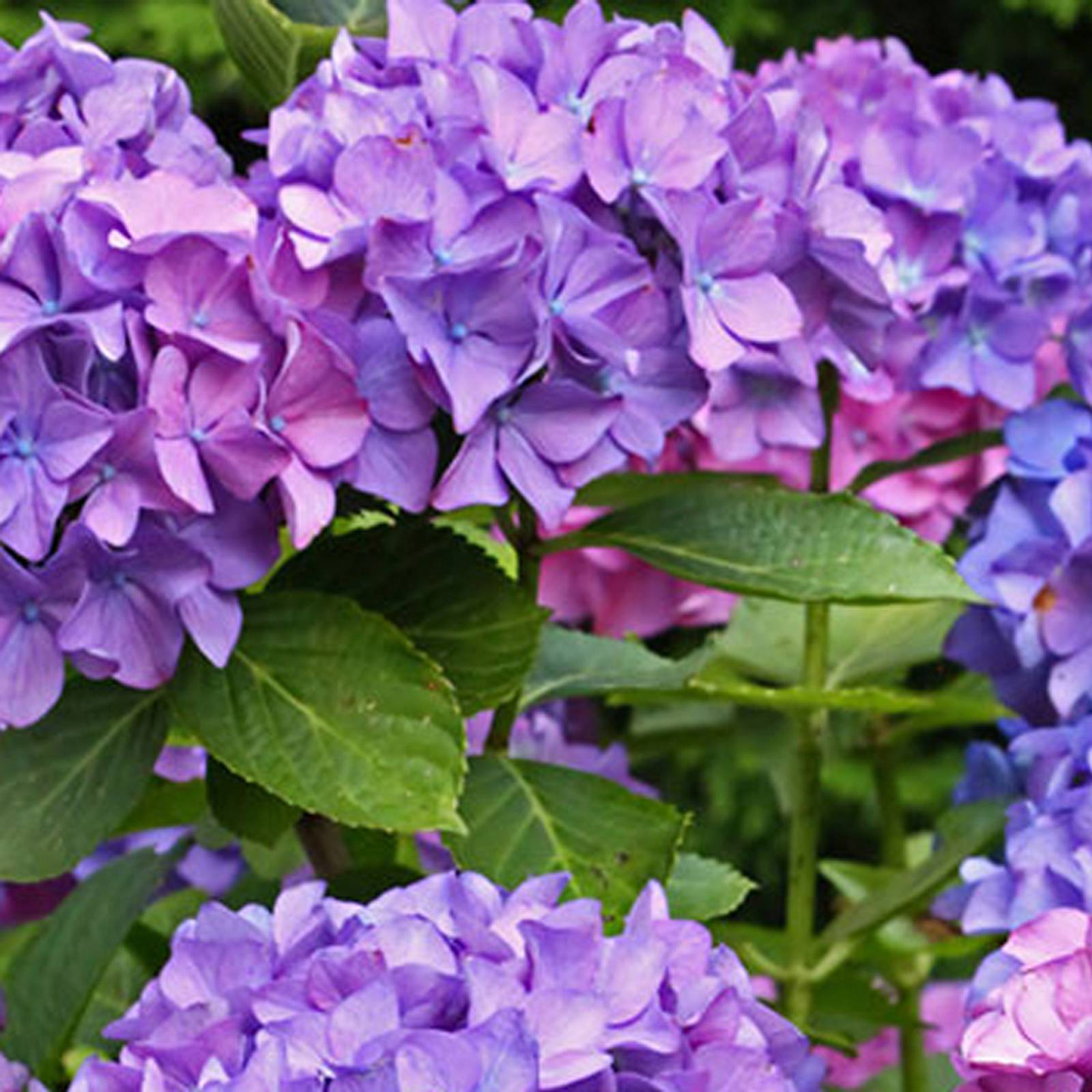 stickstoff zum düngen Federmehl Stickstoff Dünger main image 1