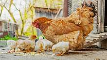 Hühnerhaltung - Foto: iStock / volody10