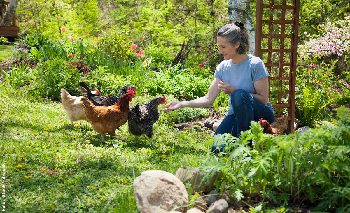 Frau füttert Hühner im Garten per Hand