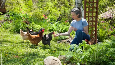 Frau füttert Hühner im Garten per Hand - Foto: iStock / ebstock Frau füttert Hühner im Garten per Hand - Foto: iStock / ebstock