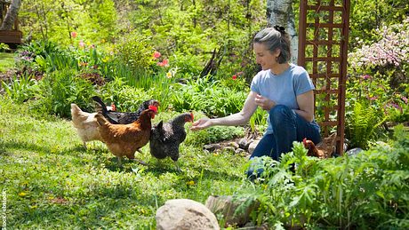 Frau füttert Hühner im Garten per Hand - Foto: iStock / ebstock