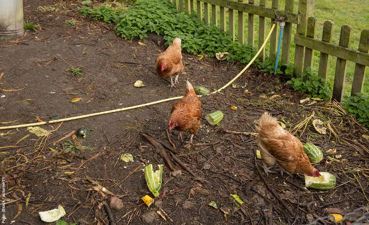 Hühner fressen frisches Gemüse