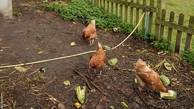 Hühner fressen frisches Gemüse - Foto: iStock / pcturner71