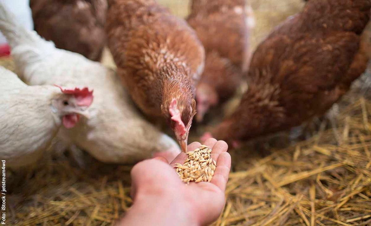 Hühner fressen Futter aus Hand