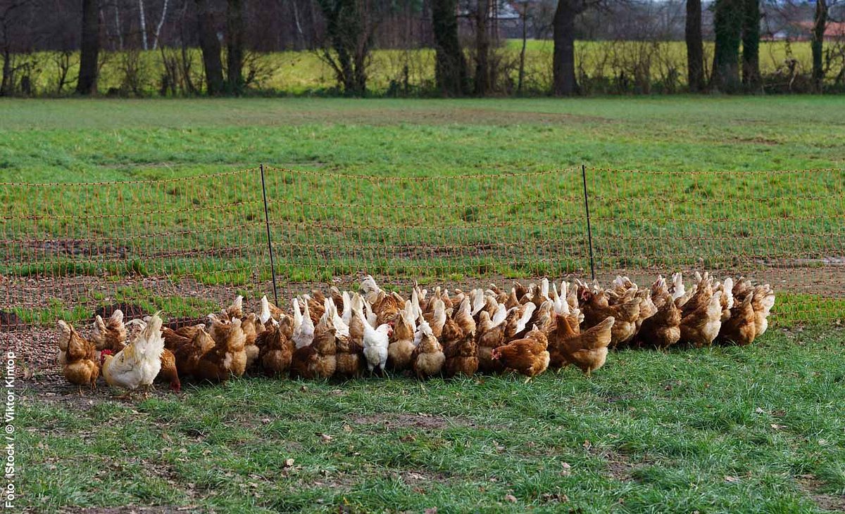 Hühner auf der Weide mit Hühnernetz als Abgrenzung