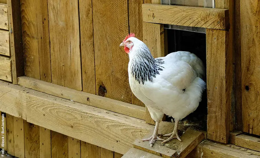 Huhn steht auf Leiter zum Hühnerstall