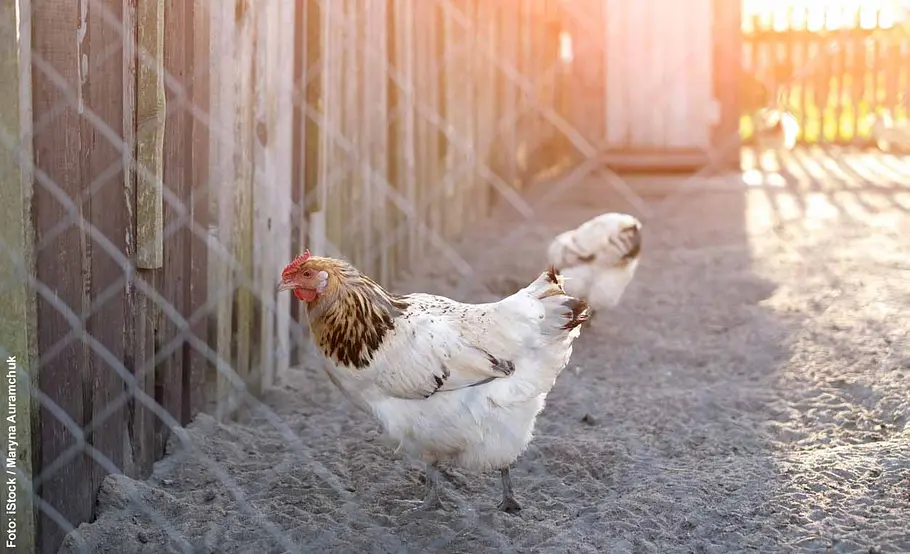 Huhn hinter Hühnerzaun aus Maschendraht