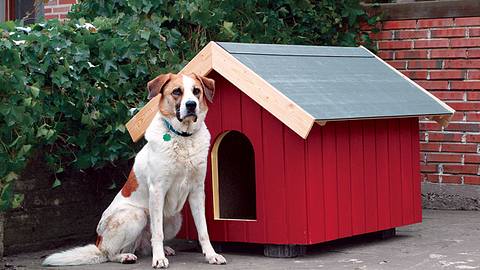 Hundehütte selbst bauen