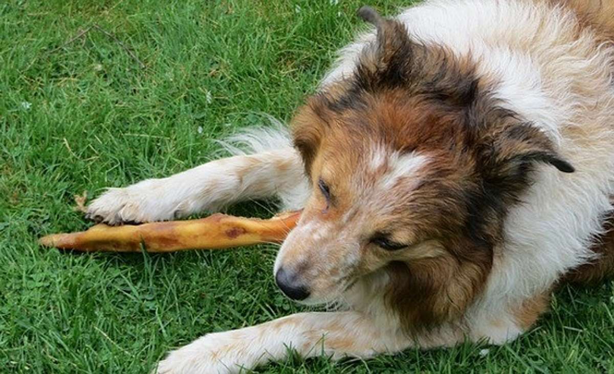 Welche Pflanzen sind für Hunde giftig?