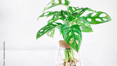 Monstera als Hydrokultur - Foto: iStock / Benjamas Suwanmanee