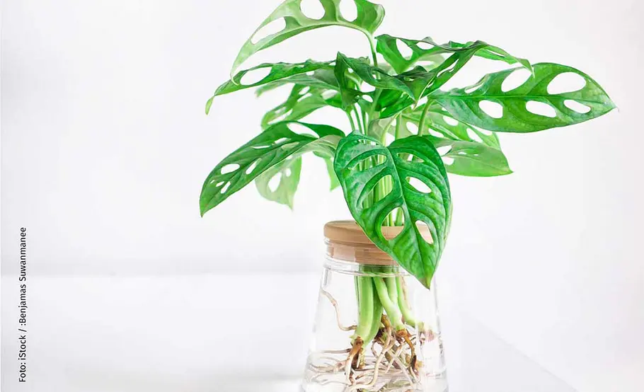 Monstera als Hydrokultur
