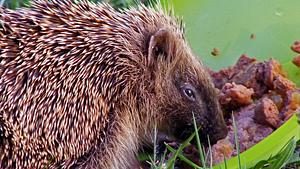 Igel füttern - Foto: Dennis Schmitt/pixelio.de