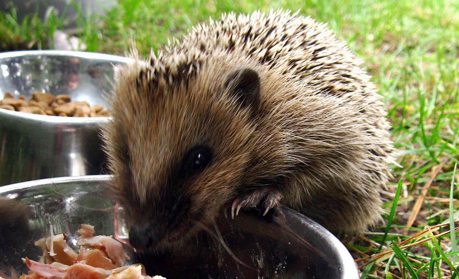 Igel Gartentiere füttern Tiere im Garten füttern selbst.de