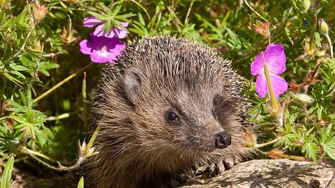 Igel im Garten - Foto: Welzhofer/Hecker