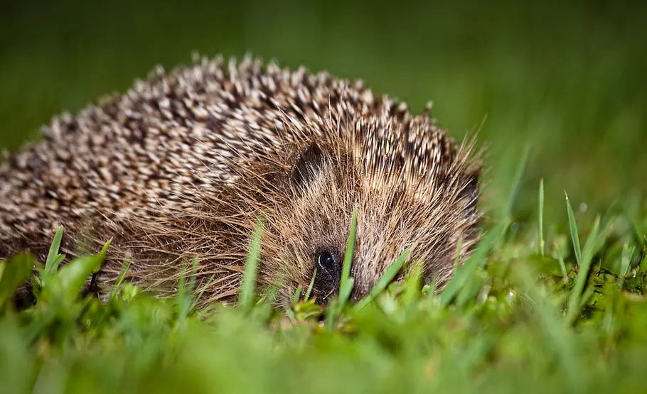 Natürliche Fressfeinde von Schnecken Igel Mähroboter