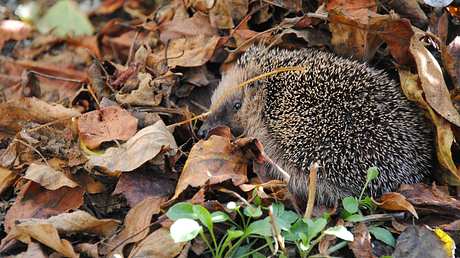 Igel