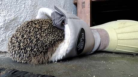 Igel im Winterschlaf  | selbst.de