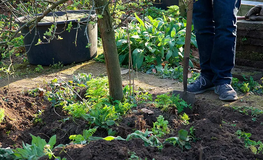 Obstbaum versetzen